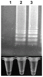 RT-LAMP (reverse transcription loop-mediated isothermal amplification) nucleic acid detection primers and kit of Hantaan viruses