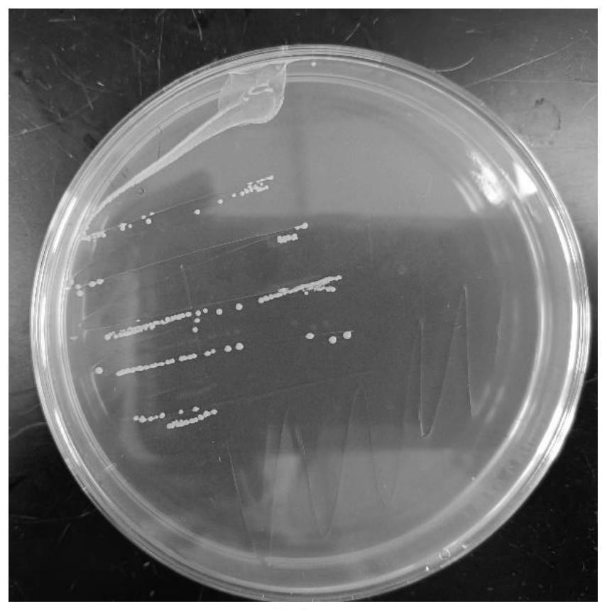 Bifidobacterium longum CCFM1206 capable of producing sulforaphane and relieving inflammation