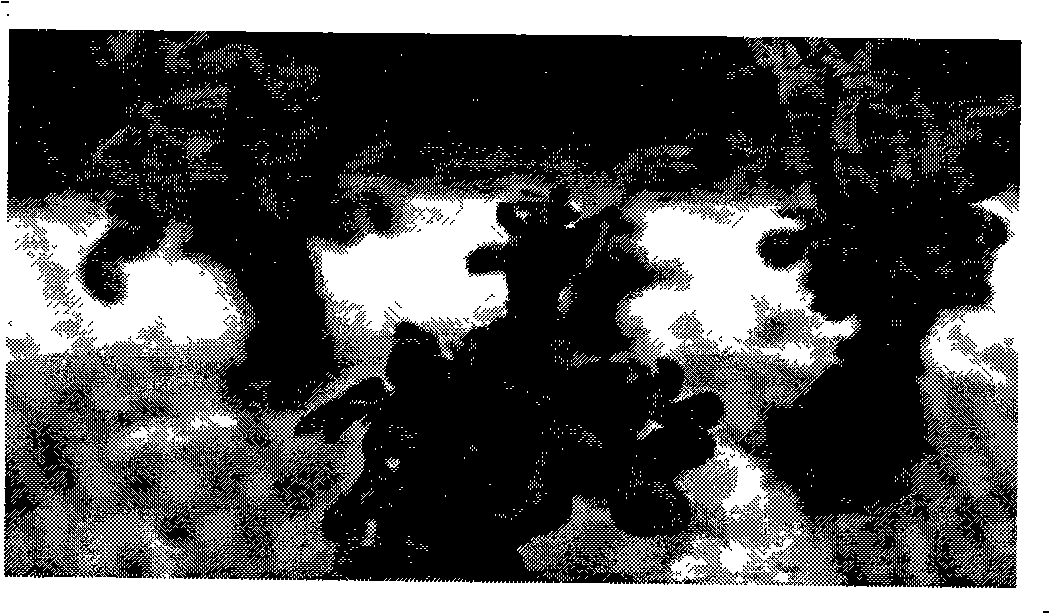 Zanthoxylum piperitum isolated culture process