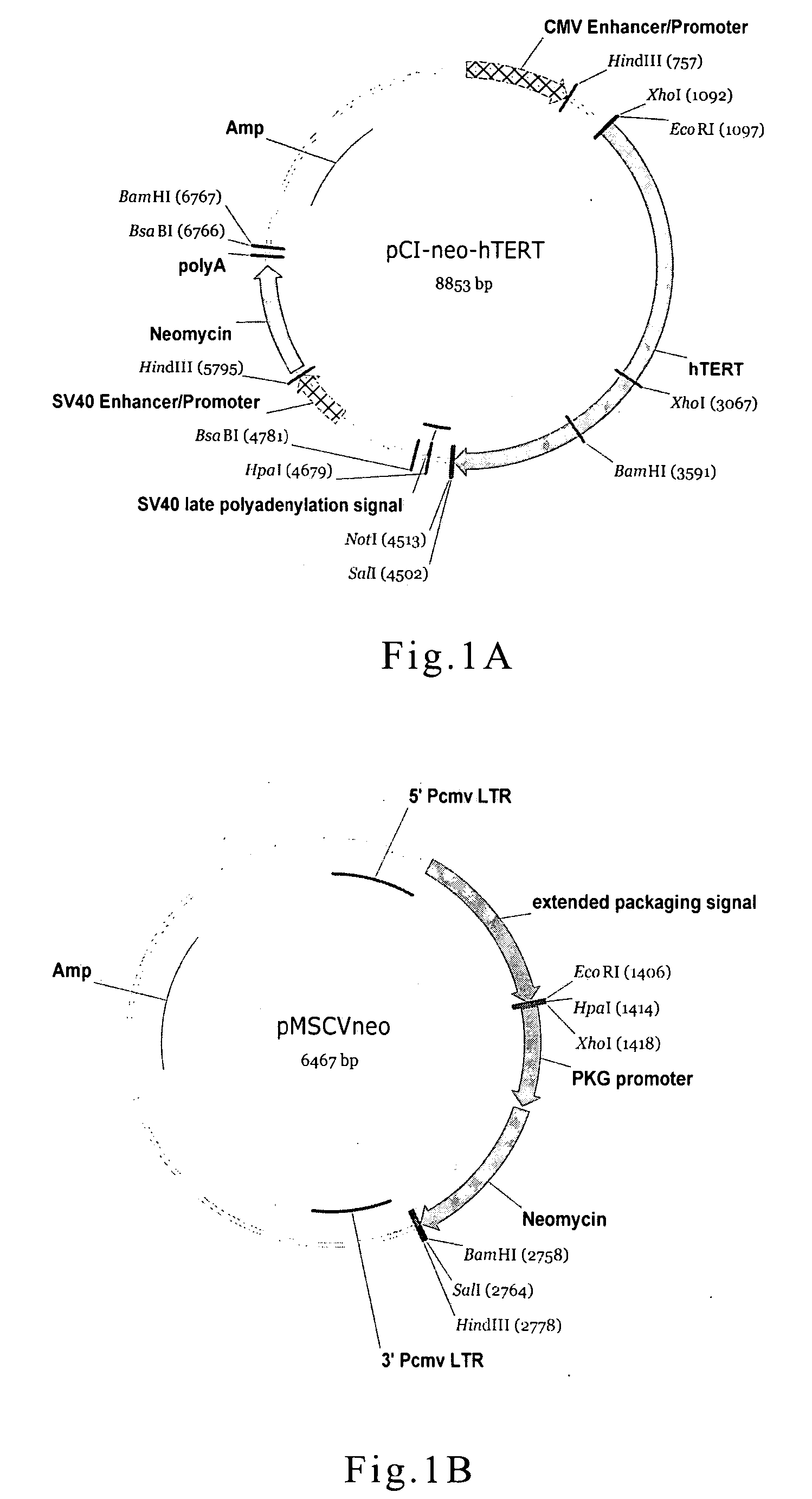 Cell culture and method for screening for a compound useful in the treatment or prevention of hepatic cirrhosis
