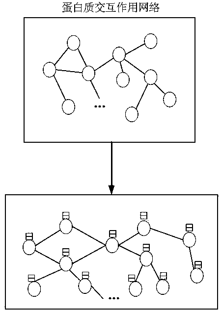 A protein complex identification method based on node vector