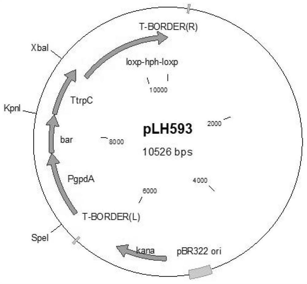 A high-efficiency production of malic acid Aspergillus niger strain, construction method and application