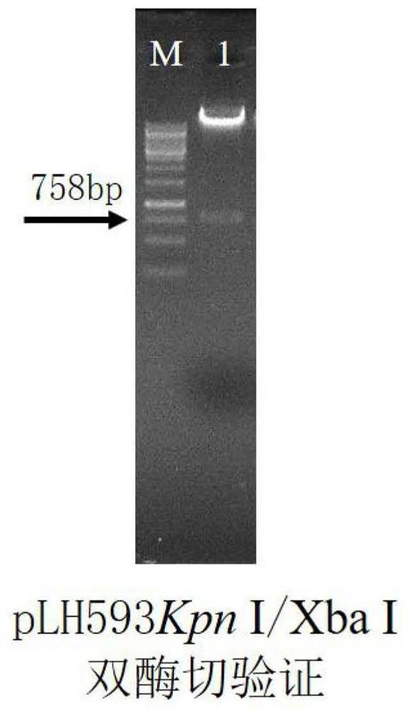 A high-efficiency production of malic acid Aspergillus niger strain, construction method and application