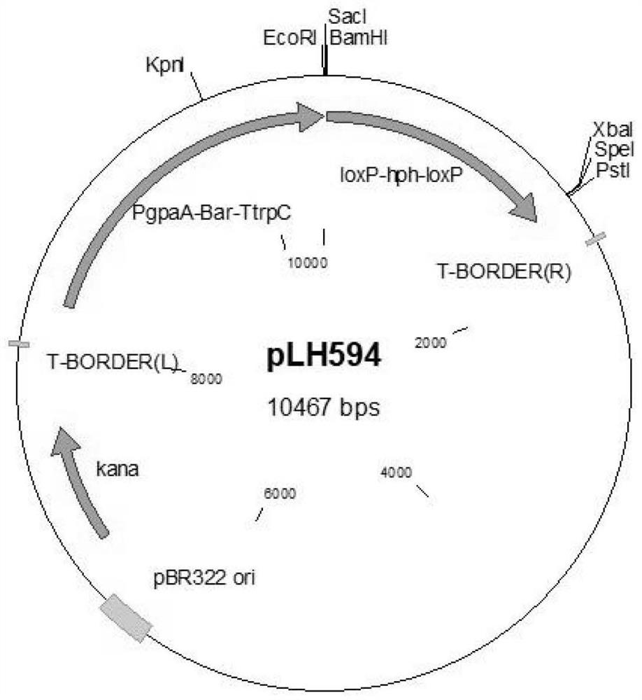 A high-efficiency production of malic acid Aspergillus niger strain, construction method and application