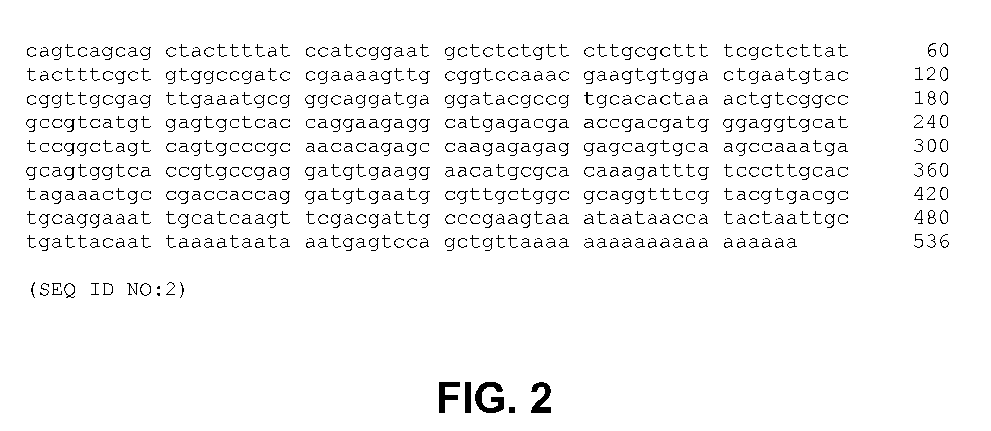 Methods, devices, kits and compositions for detecting roundworm