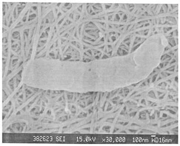 Isolation, Identification and Application of a Bacterial Cellulose-Producing Strain