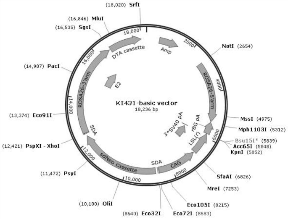 Construction method and application of a conditional yap1 gene knock-in mouse