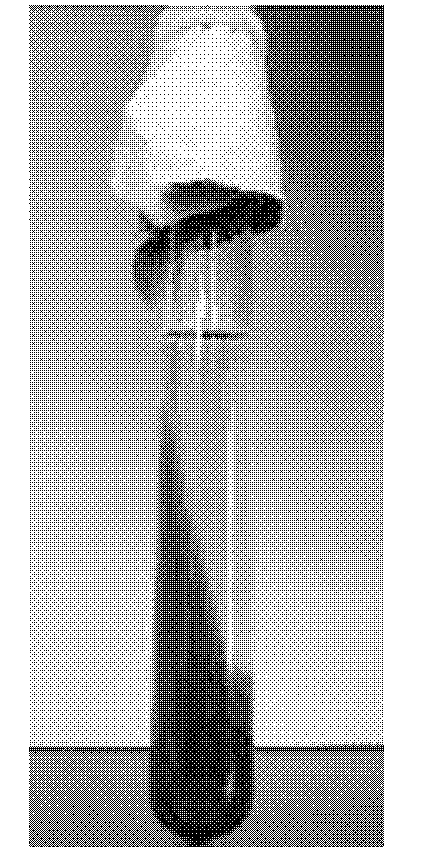 Bartonia body solid-liquid double-phase slant culture medium as well as preparation method and application method thereof