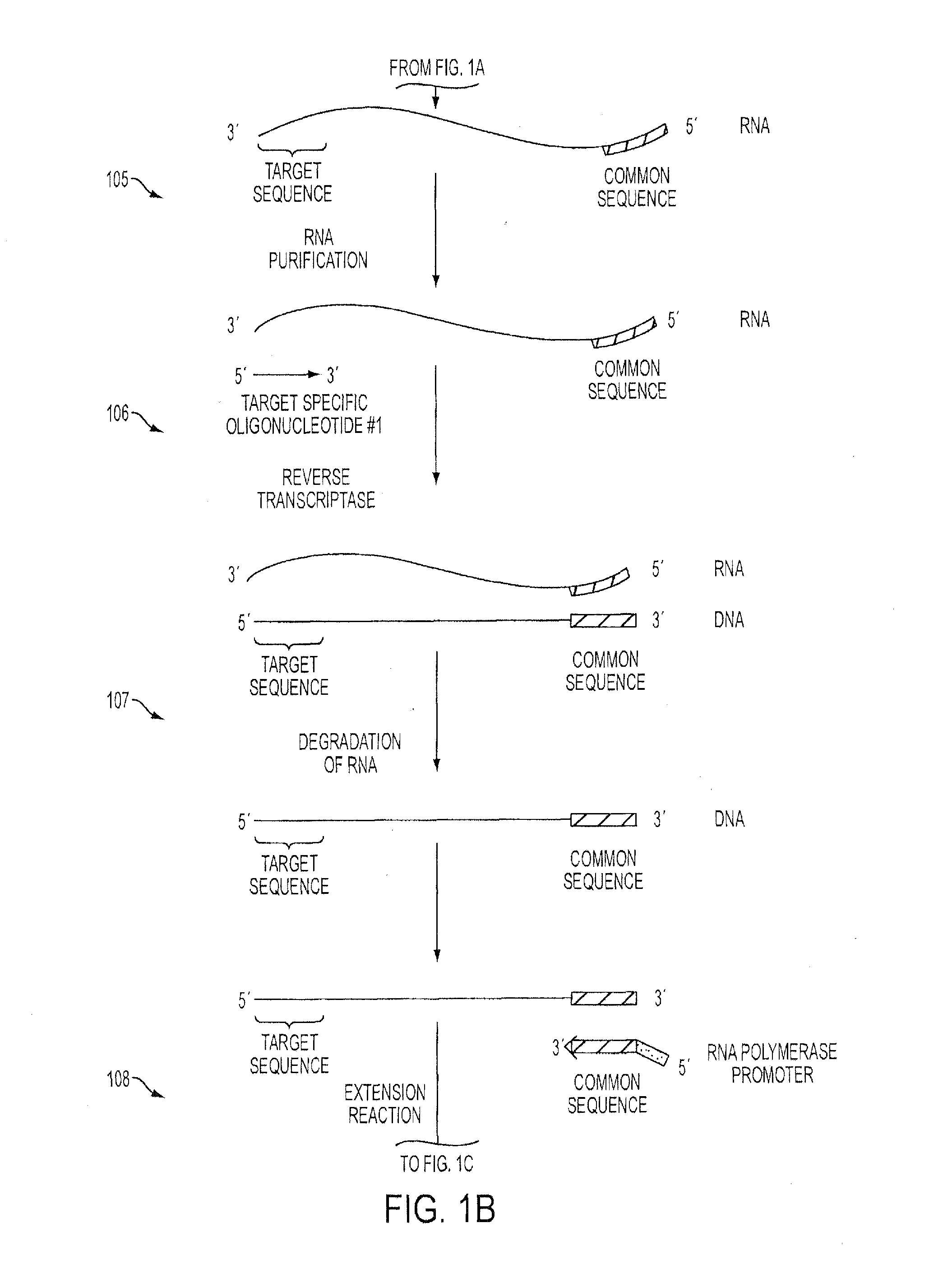 Isothermal Methods and Related Compositions for Preparing Nucleic Acids