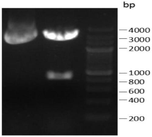 Construction and application of Xinjiang hemorrhagic fever virus multi-epitope eukaryotic expression vector pVAX-MEPX2