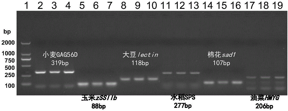 Transgene wheat B73-6-1 line specificity quantitative PCR detection kit and applications thereof