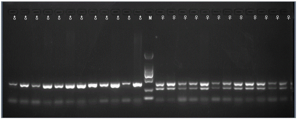 Cynoglossus semilaevis sex chromosome-linked DNA segments and application thereof