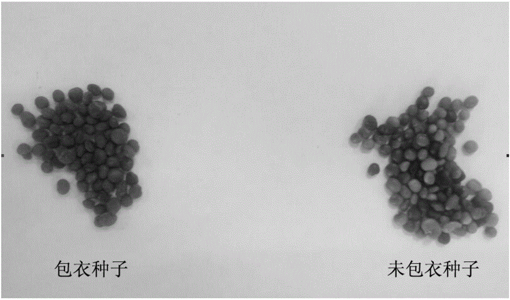 Multifunctional medicinal plant seed coating agent and preparation and coating methods thereof
