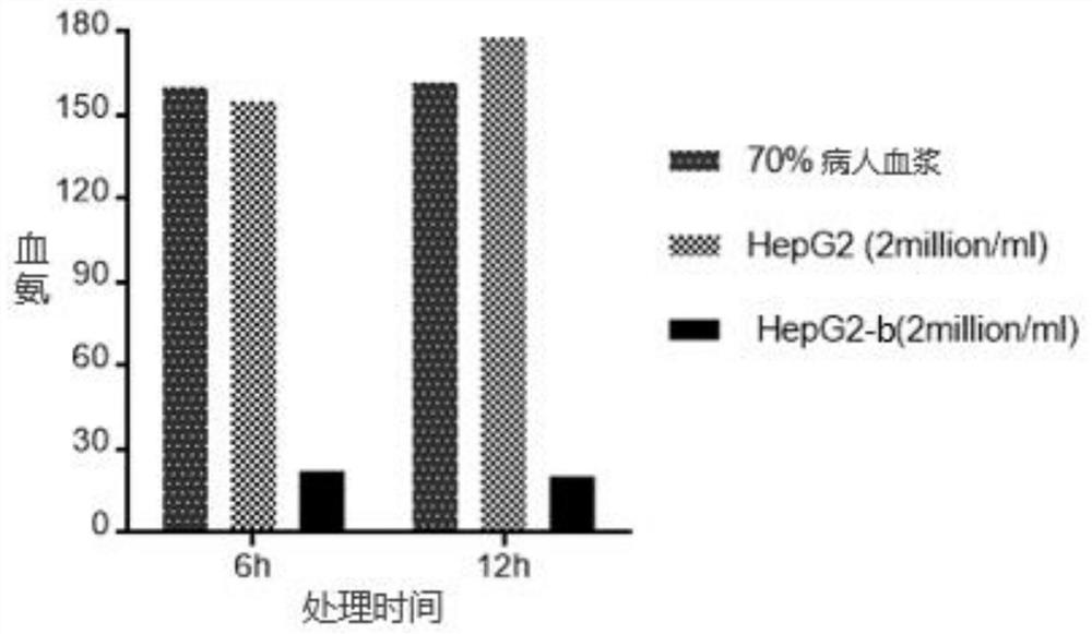 Detoxifying function-enhancing gene fragment and modified HepG2 cell