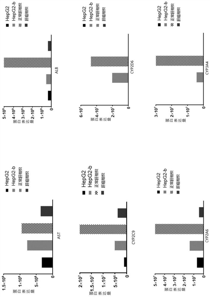 Detoxifying function-enhancing gene fragment and modified HepG2 cell