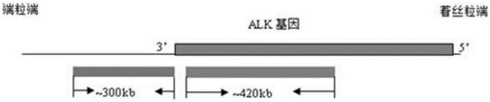 Fluorescence probe for rapid detection of lung cancer ALK gene rearrangement and preparation method