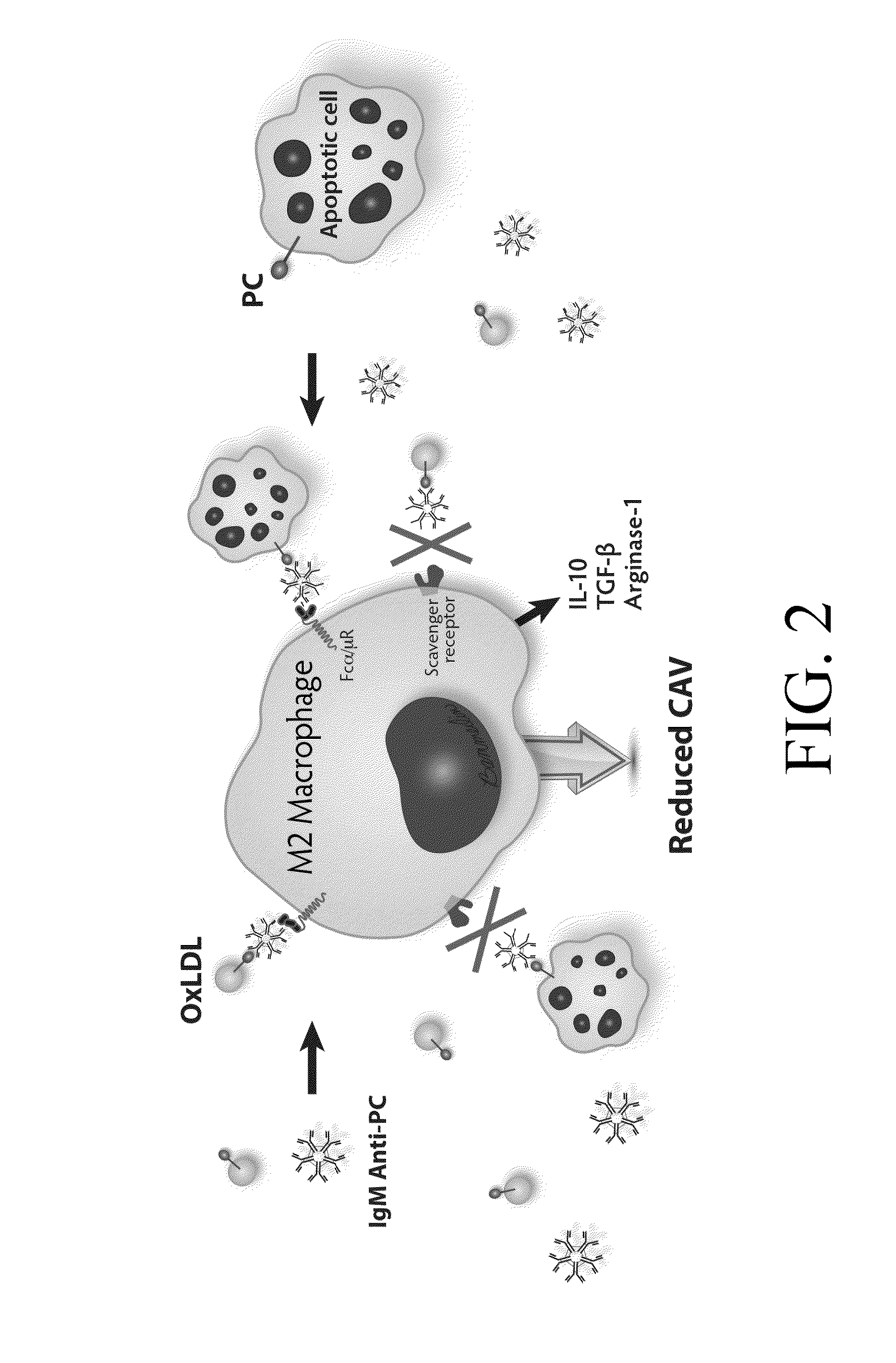 Substances, vaccines and methods for diagnosing and reducing incidences of transplant rejection