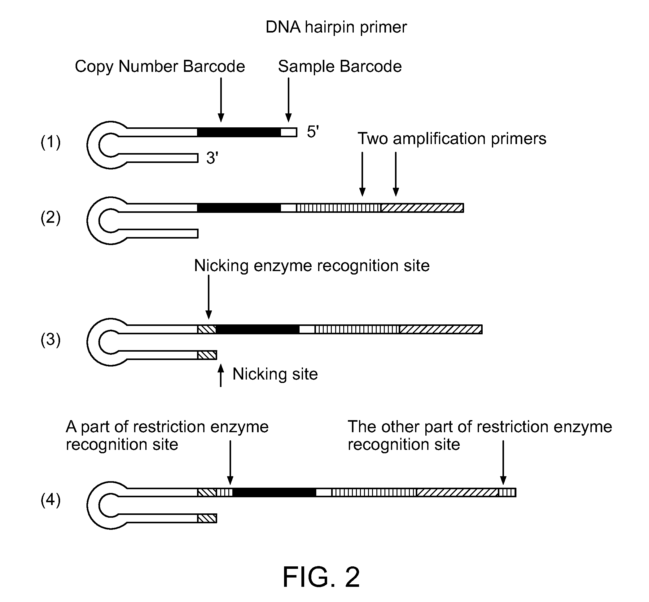 Single cell nucleic acid detection and analysis
