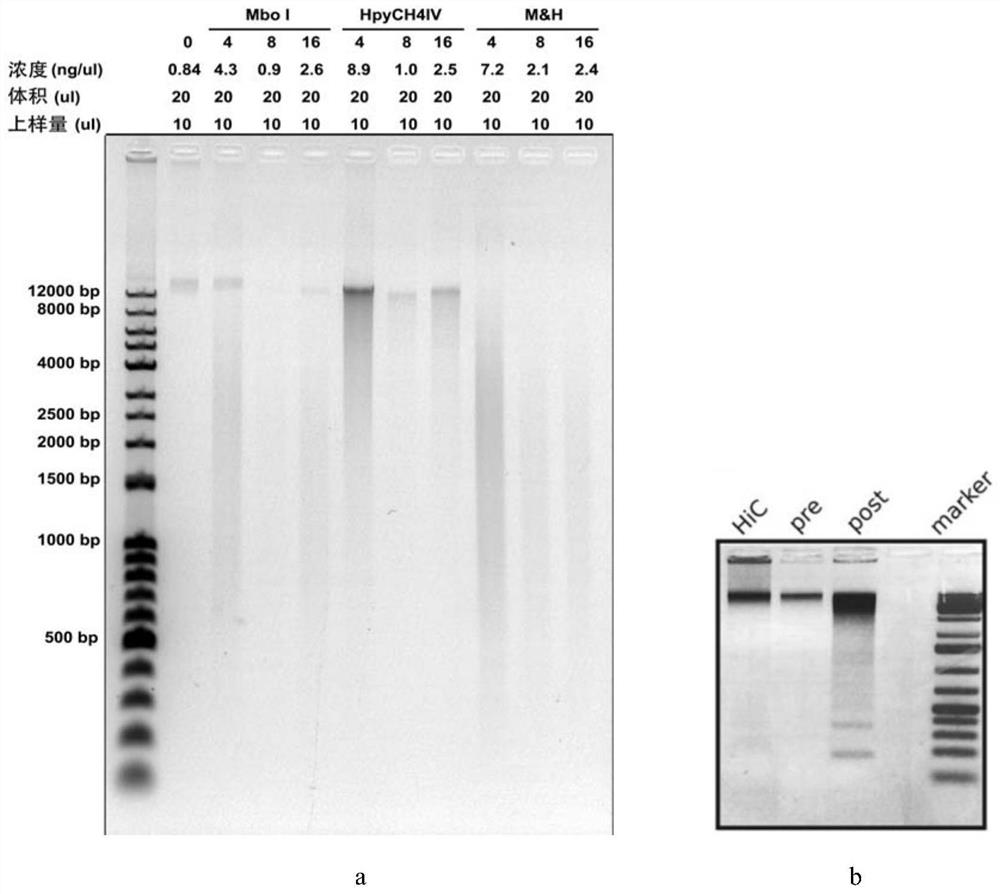 A high-resolution conformation technique of genome-wide chromatin based on a small number of cells ehi-c 2.0