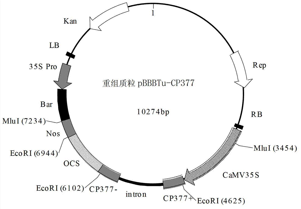 Application of TuMV-CP gene fragment-mediated RNAi carrier in cultivation of anti-TuMV transgenic plant