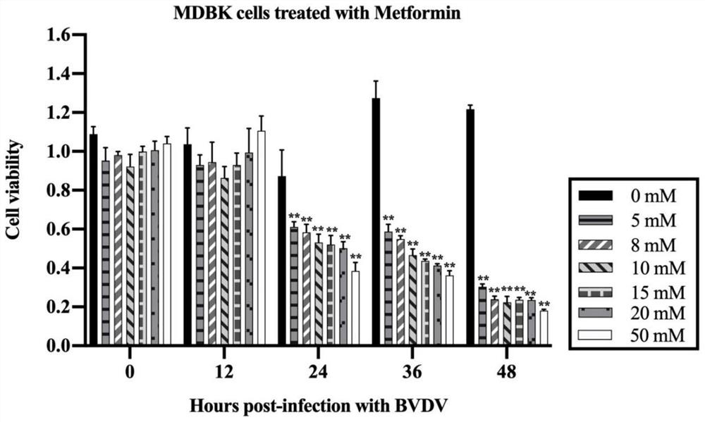 Application of Metformin in inhibiting bovine viral diarrhea virus infection