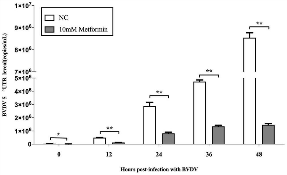 Application of Metformin in inhibiting bovine viral diarrhea virus infection