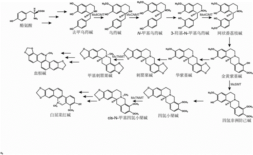 Transmethylase gene participating in synthesis of sanguinarine and chelerythrine in macleaya cordata and application of transmethylase gene