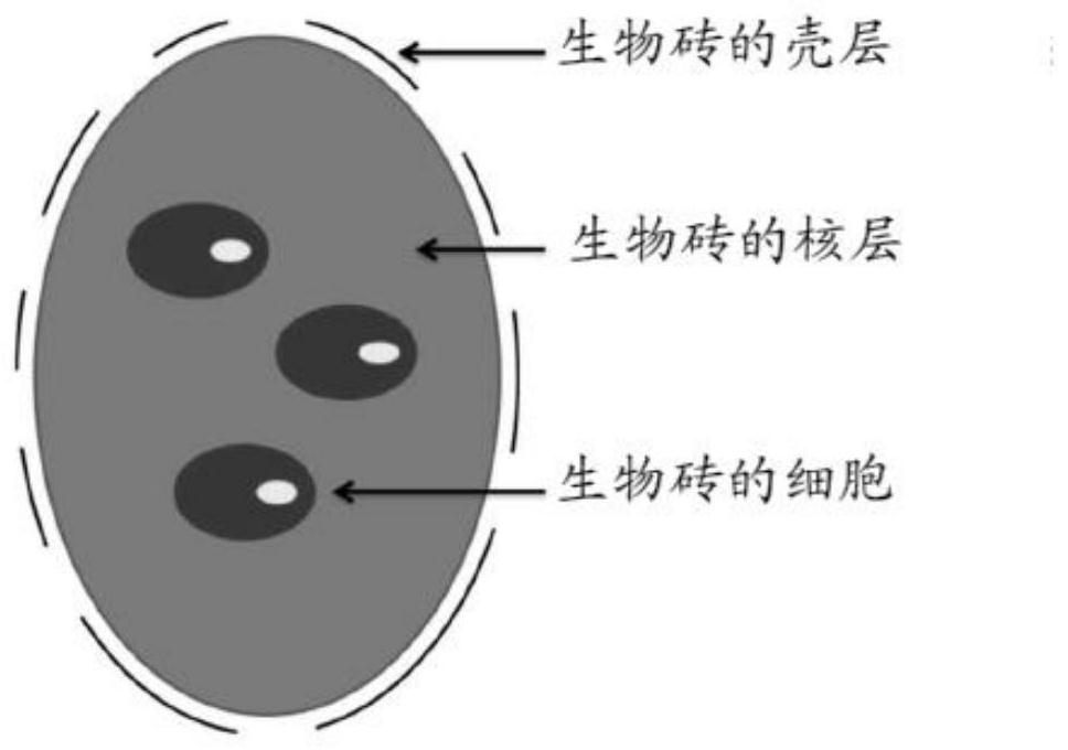 Methods and kits for preparing biological constructs