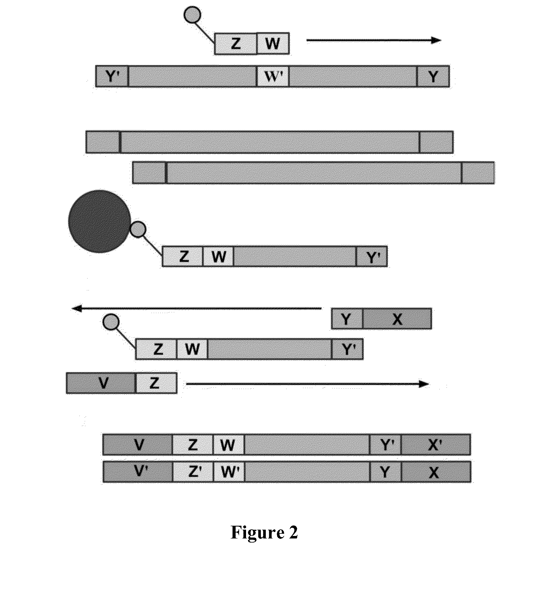 Methods and compositions for enrichment of target polynucleotides