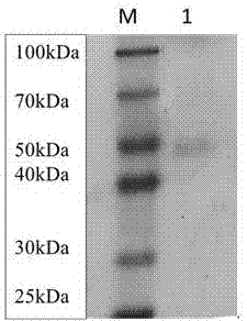 Colloidal gold immunochromatography test paper for detecting cat toxoplasma gondii infection and preparation method thereof