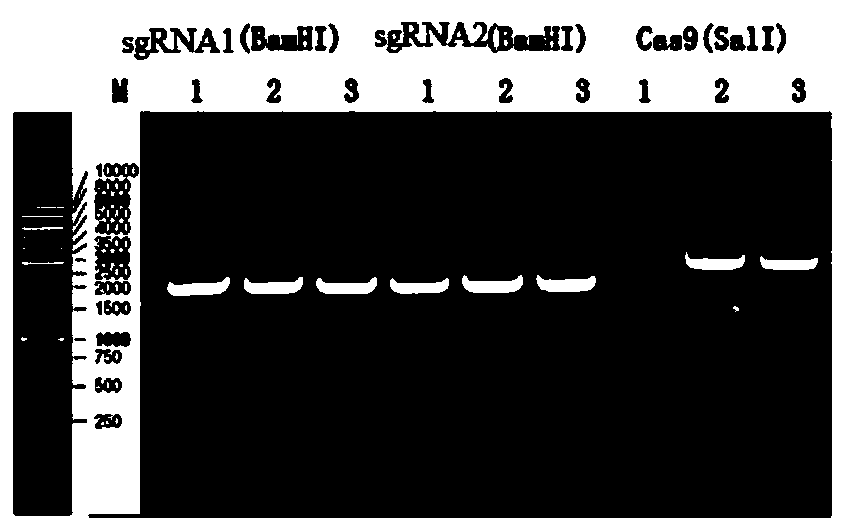 Single-guide RNA (sgRNA) fragment and application thereof