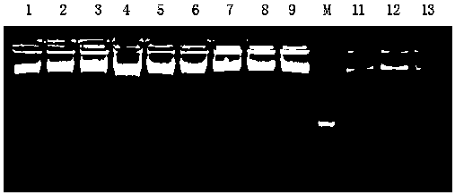 A method that enables ctab method to extract high-quality genomic dna from fungi