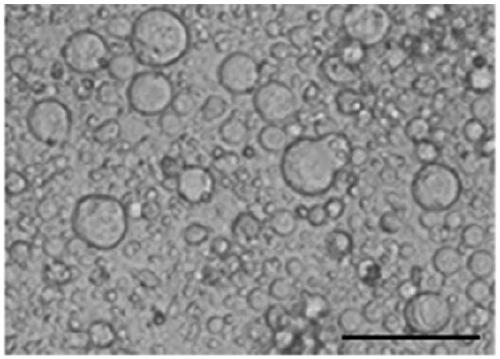 Preparation method and kit to prepare hematogenous female autologous germline stem cells and application of kit