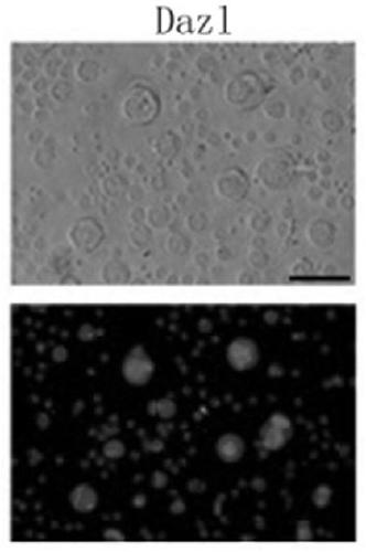 Preparation method and kit to prepare hematogenous female autologous germline stem cells and application of kit