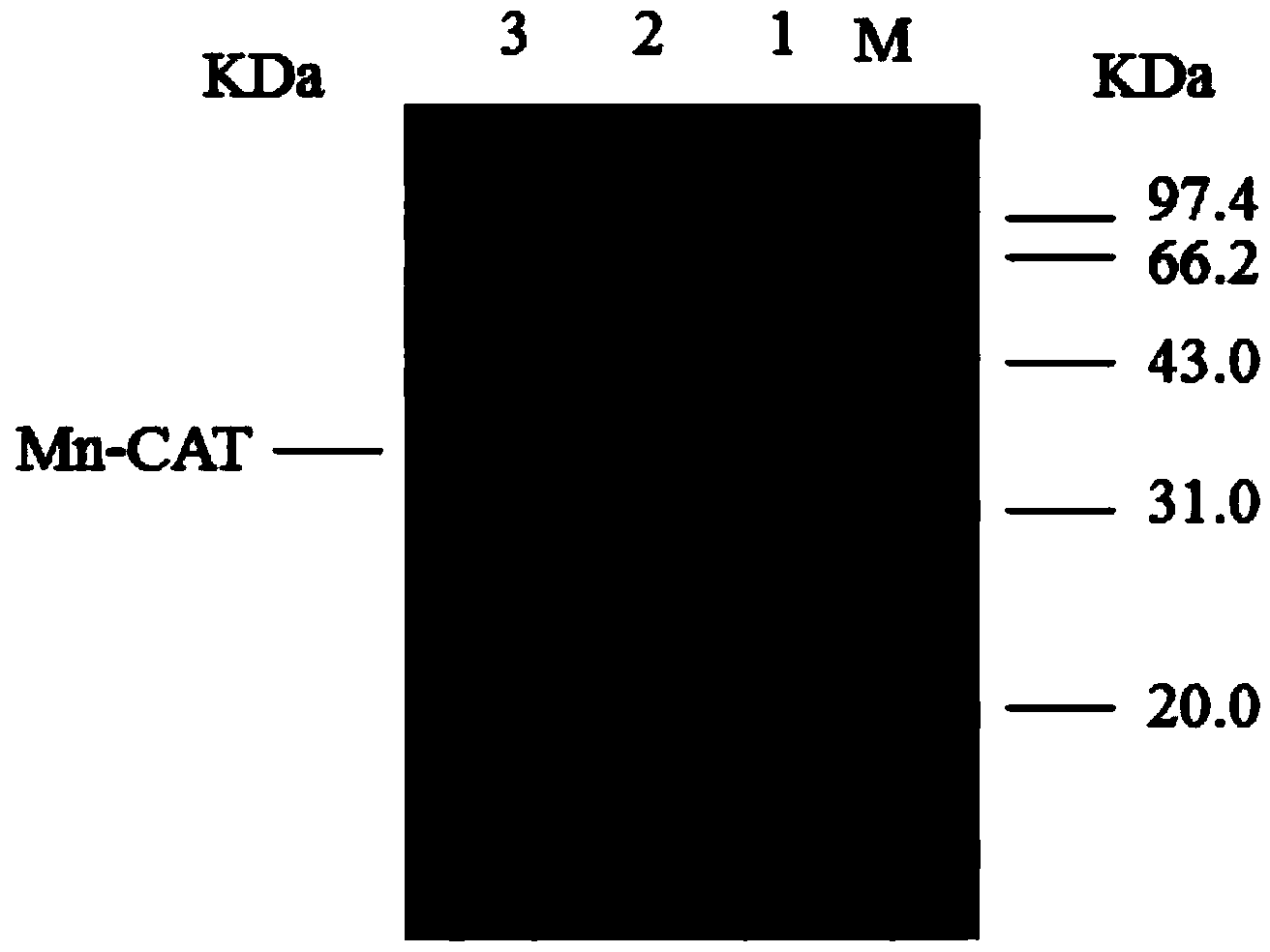 Thermophilic alkaline recombination manganese-containing catalase as well as expression carrier and engineering bacteria thereof