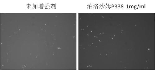 Application of poloxamer P338 in improving virus infection efficiency of cells and method thereof