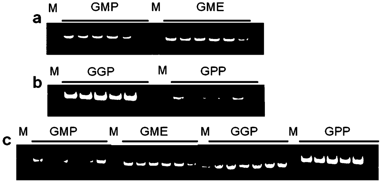 Method for improving vitamin C content of tomato quality component by multi-gene polymerization