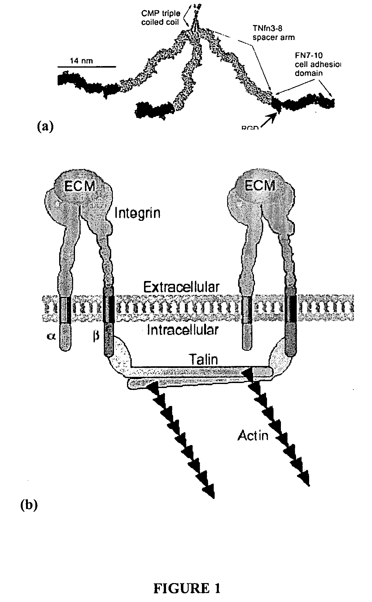 Device for measuring nanometer level pattern-dependent binding reactions