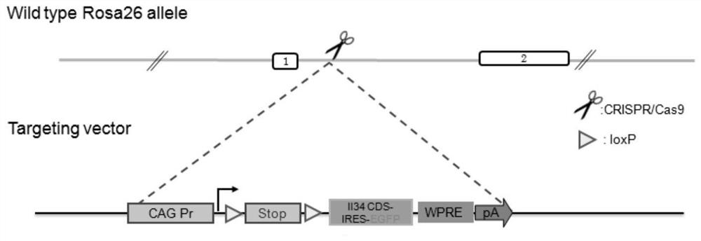 A method for constructing a mouse model of renal inducible intrinsic macrophage infiltration