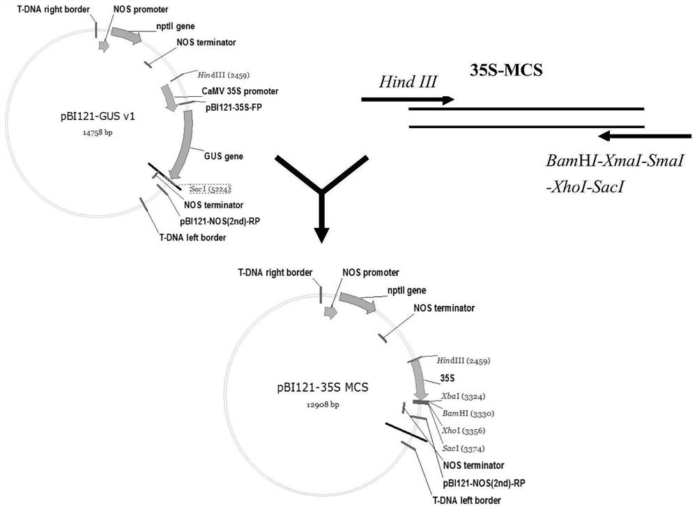 Transgenic method for increasing plant vegetative tissue oil content, expression vector and application