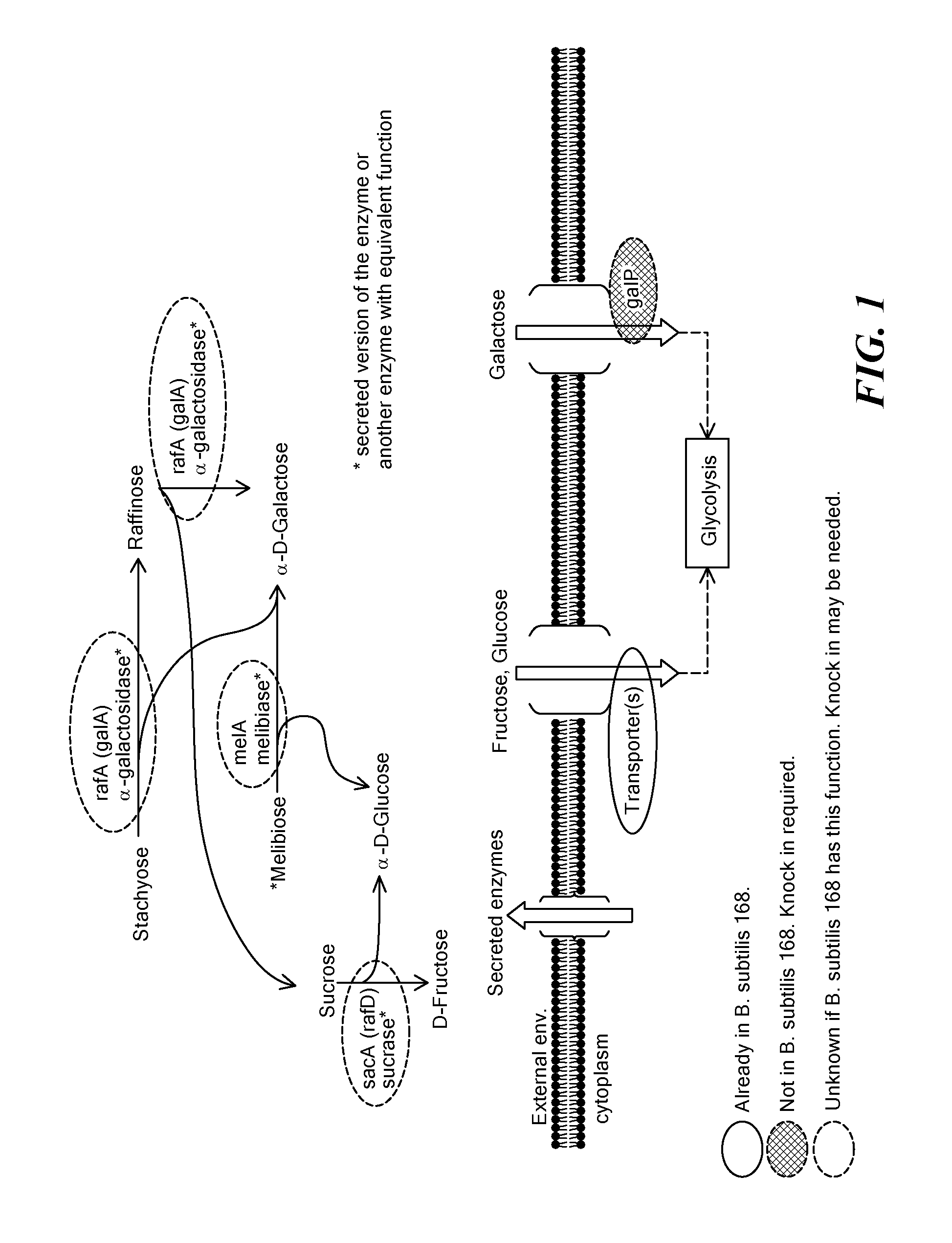 Engineered microorganisms and methods of use