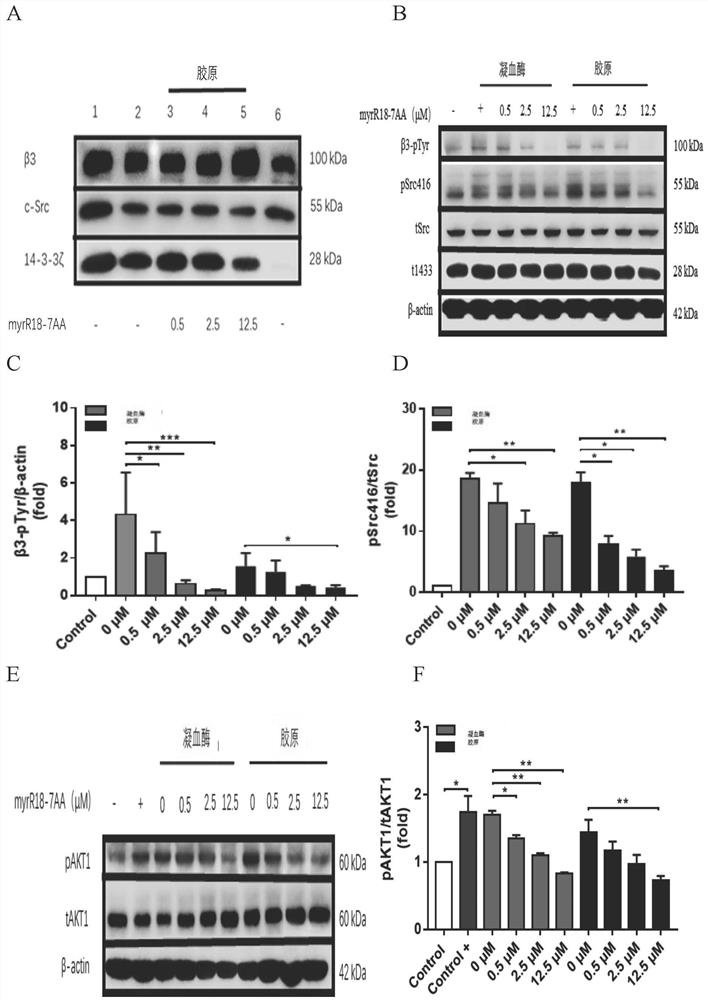 Application of r18-7aa polypeptide modified by octadecylation and its derivative polypeptide