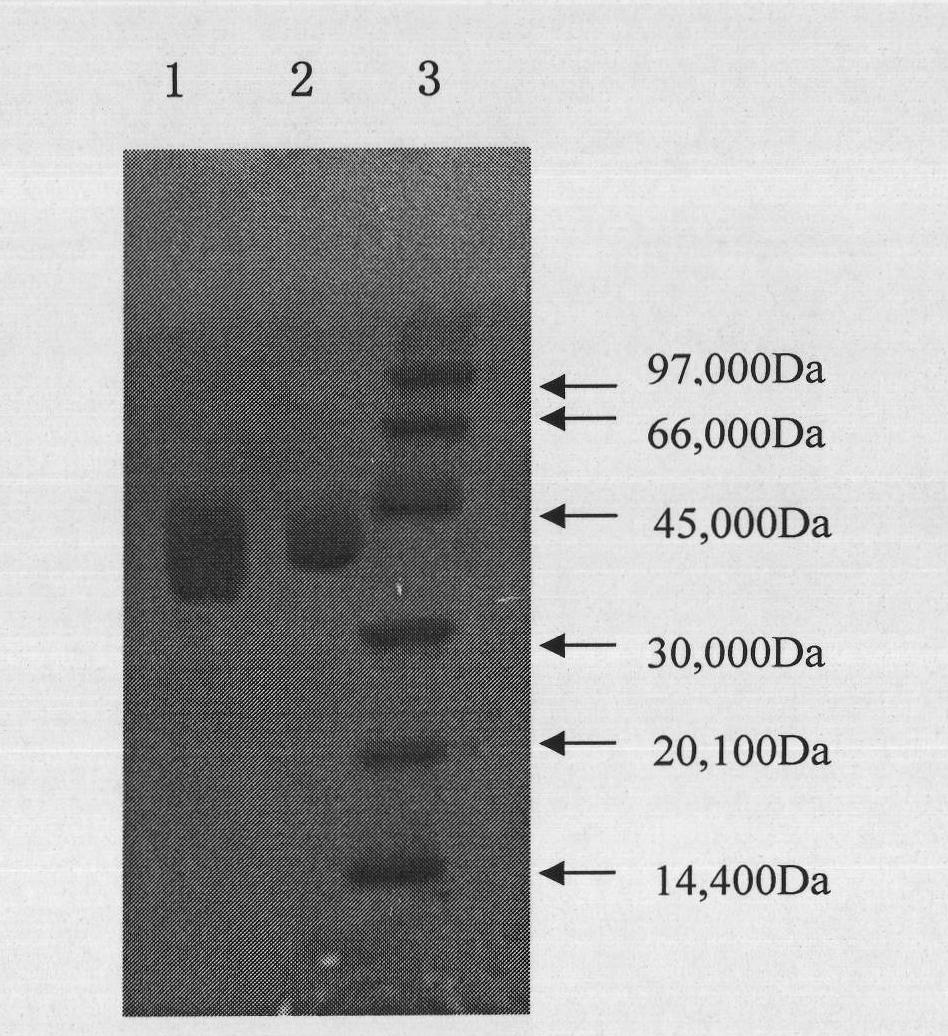 Recombinant human pancreatic kininogenase-containing medicine for treating and/or preventing cerebral infarction