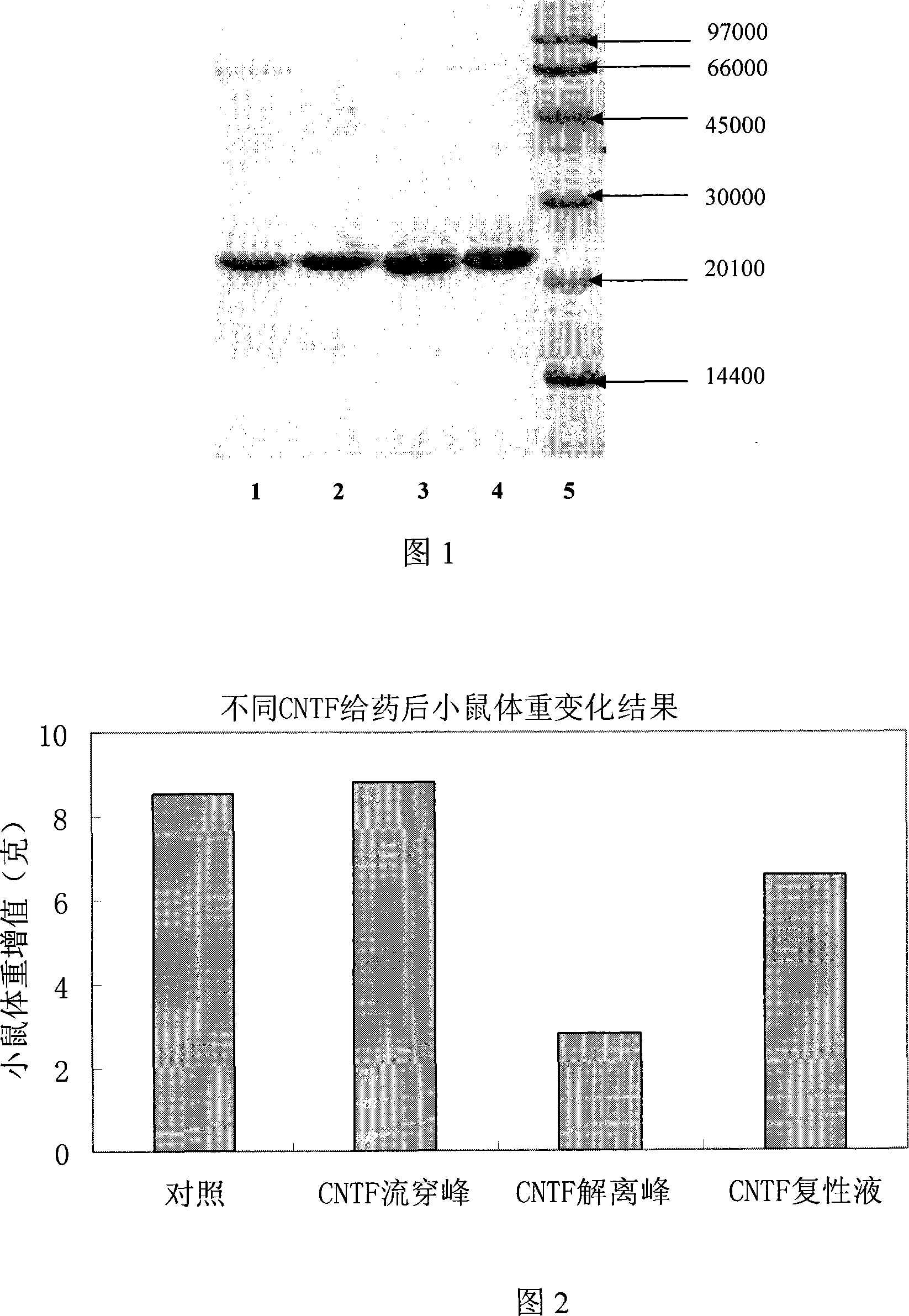 Method for separating isomerism protein from recombinant human ciliary neurotrophy factor and its mutant