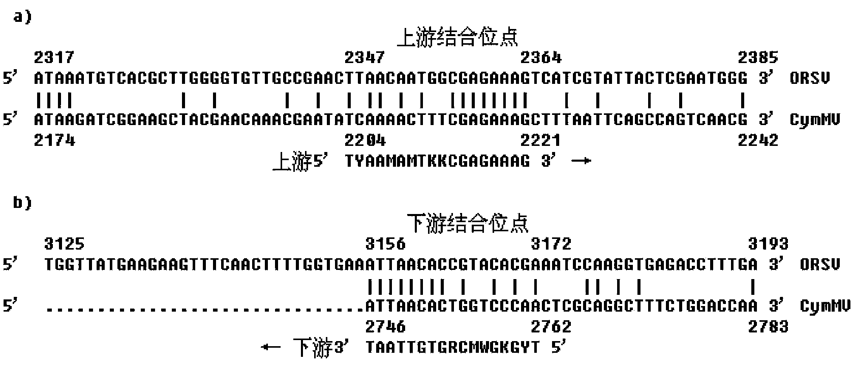 RT-PCR (Reverse Transcription-Polymerase Chain Reaction) detection kit capable of detecting CymMV (Cymbidium Mosaic Virus) and ORSV (Odontoglossum Ringspot Virus) simultaneously and method thereof