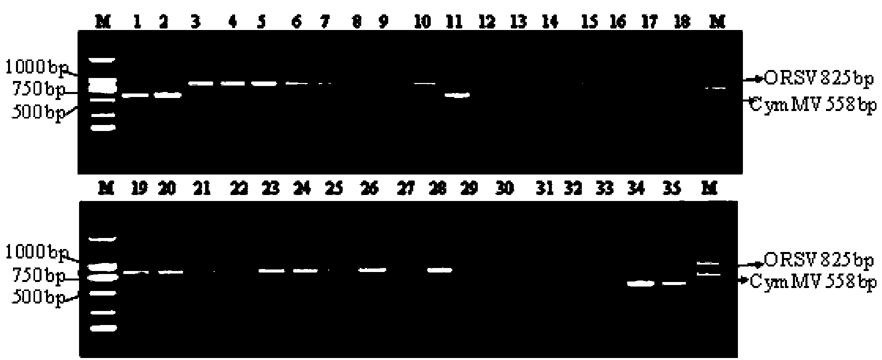 RT-PCR (Reverse Transcription-Polymerase Chain Reaction) detection kit capable of detecting CymMV (Cymbidium Mosaic Virus) and ORSV (Odontoglossum Ringspot Virus) simultaneously and method thereof