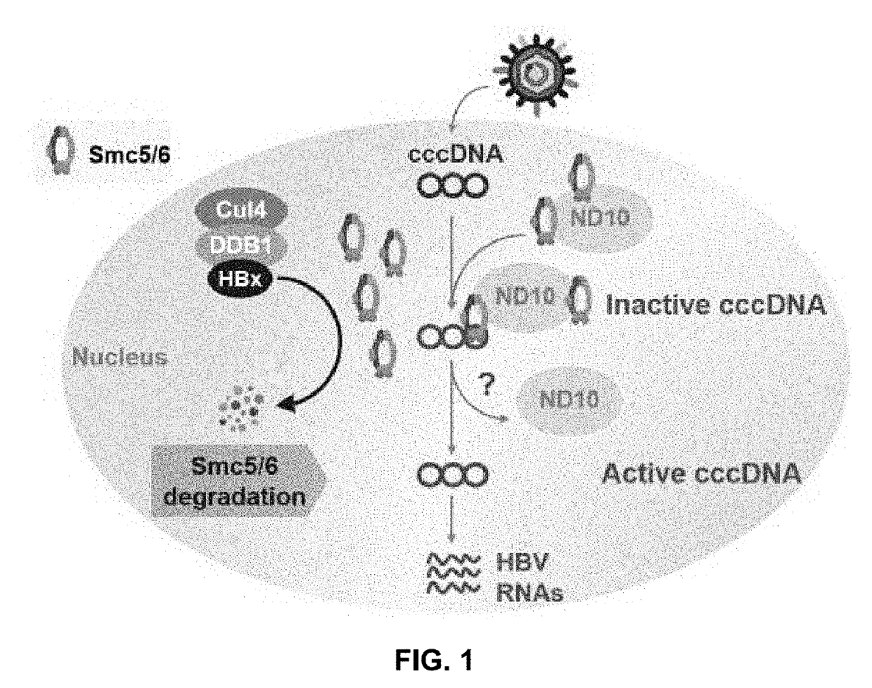 Antibodies and fragments thereof that bind hepatitis b virus protein x