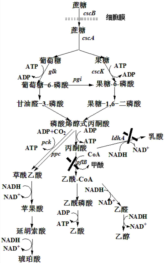 Genetic engineering strain utilize sucrose to produce succinic acid from and method for production of succinic acid by fermenting the same