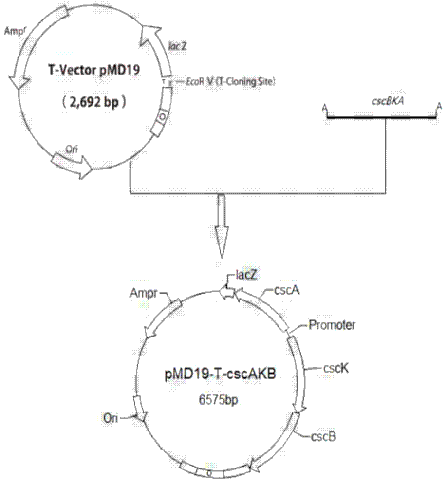 Genetic engineering strain utilize sucrose to produce succinic acid from and method for production of succinic acid by fermenting the same