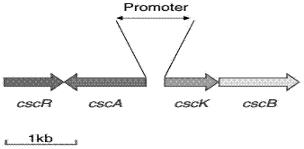 Genetic engineering strain utilize sucrose to produce succinic acid from and method for production of succinic acid by fermenting the same